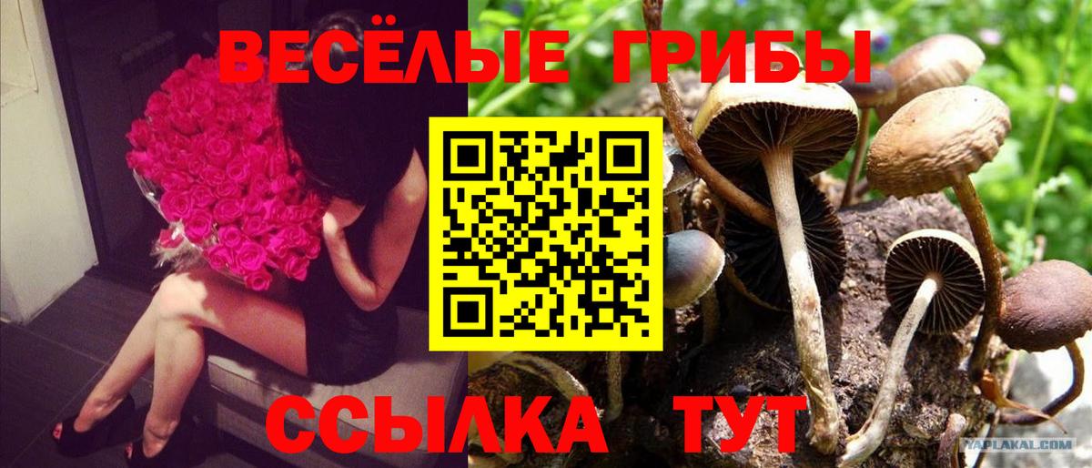 Псилоцибиновые грибы Psilocybine cubensis Москва